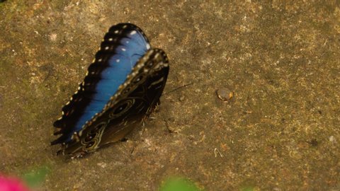 Close up of Blue morpho butterfly on the ground	