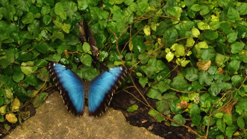 Close up of Blue morpho butterflies on the ground	