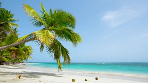 The best beaches in the world. Loop video sunny beach of Dominican republic Punta Cana. Amazing coconut palm tree on clear wild white sand beach.