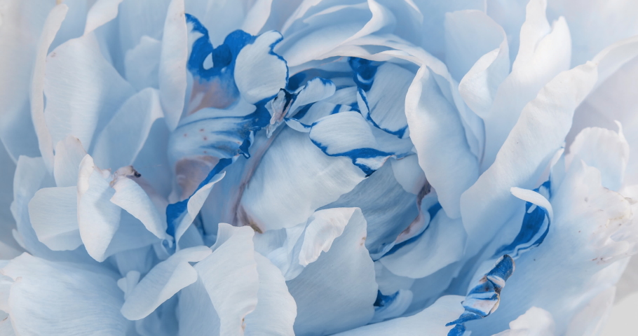 Beautiful blue Peony background. Blooming peony flower open, time lapse, close-up. Wedding backdrop, Valentine's Day concept. 4K UHD video timelapse Royalty-Free Stock Footage #1058056867