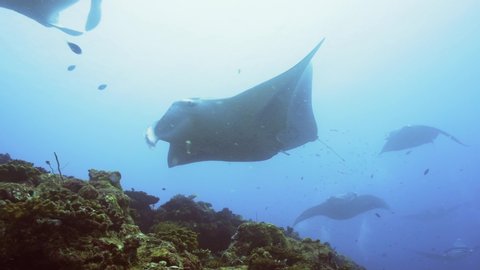 Manta rays gathering over the cleaning station