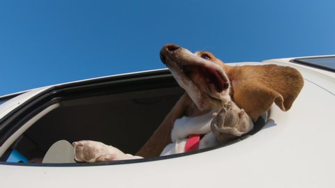 Funny Basset hound dog with flapping ears enjoying a ride and looking out a car window.fun.adventure.enjoyment.Man's best friend