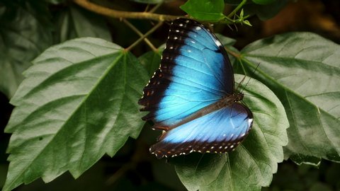 Close up of Blue morpho butterfly sitting on leaves.