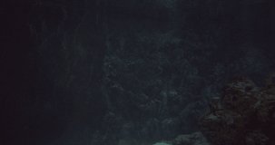 Dark video underwater, with rocks in the background as a shark swims toward the frame.