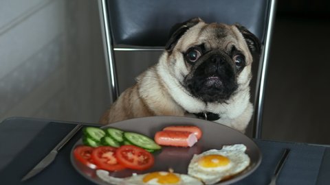 Funny hungry pug dog wait food from the table, sitting on a chair on the kitchen at the table
