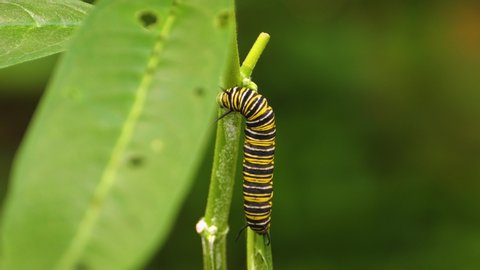 Monarch caterpillar crawling on leaves