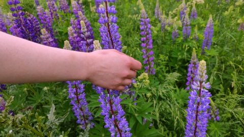 Hand tenderly stroke lupin flowers the backdrop birch forest. Field of large purple flowers.