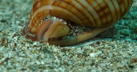 snail shell diggs itself underwater sand ocean animal behaviour scenery