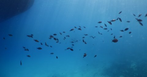 underwater scenery blue water damsel fish school ocean scenery mediterranean sea
