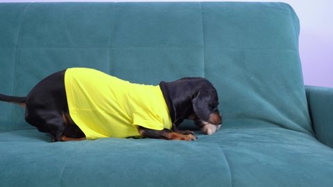 Dachshund dog is having fun playing with a stuffed toy. fooling around and rubbing against sofa. Entertainment for pet when it is left alone at home. Scratching stuff for growing teeth of puppies