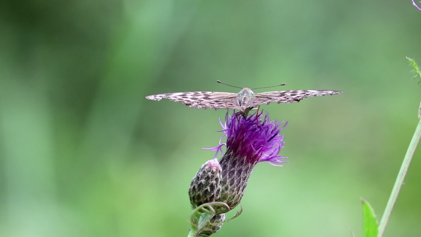 Selective focus. A silver-washed fritillary butterfly (Argynnis paphia) sits on a greater knapweed flower (Centaurea scabiosa) and drinks nectar with its proboscis. Macro. 