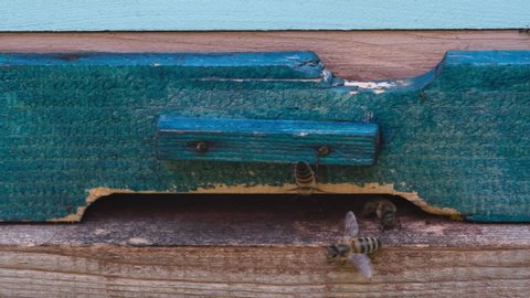 Bluepink Wooden Hive Inhabitants Closeup Group Stock Footage Video (100