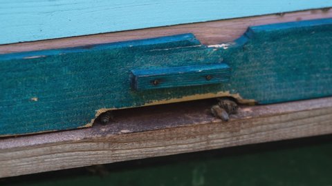 Bluepink Wooden Hive Inhabitants Closeup Group Stock Footage Video (100