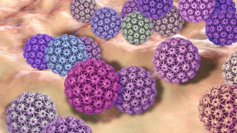Human papillomavirus, a virus which causes warts located mainly on hands and feet, some strains infect genitals and can cause cervical cancer, 3D animation