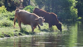 Two cows in a meadow drinking water in a lake in a town in Salamanca, Spain. Ecological livestock