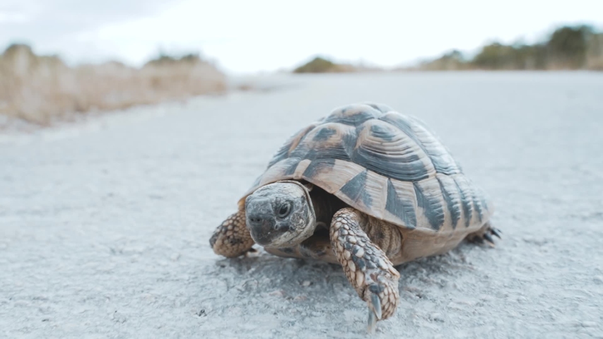Turtle 2 / tortoise crosses a street in Croatia Full HD  Royalty-Free Stock Footage #1058075173