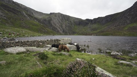 Wild Welsh mountain ponies at Llyn Idwal in Snowdonia