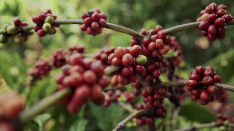 A ripe coffee bush in the mountains of Vietnam, ready for harvest with green and red coffee cherries. Arabica and Robusta coffee grow