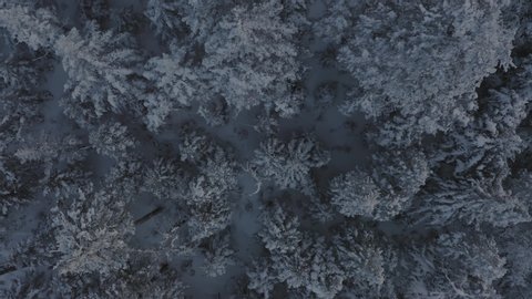 Snow covered spruce trees on the side of a mountain AERIAL TOP DOWN