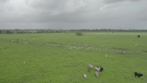 Herd of cows and buffaloes grazing on the vast plain green piece of land and white birds flying in groups on a cloudy day. Aerial.
