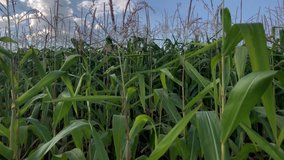 Corn stalk royalty free video.Cultivated agricultural field with green corn crops growing,filmed in close up video clip.Footage of natural rural farm with vegetables