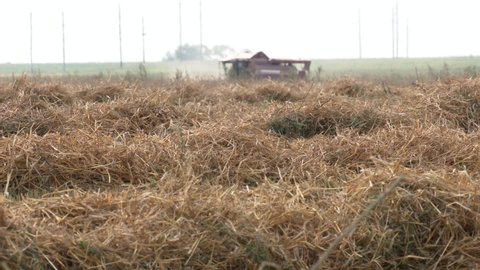The rural landscape of the farm field during harvesting. Strips with straw lie in rows in the field after the wheat harvest. agricultural field on which straw lies after harvesting. 
