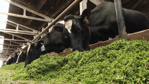 Cow eating grass on the farm. Close up of a cow eating fresh green food in a barn. Organic cattle breeding. Black and white cows in a farm cowshed eating green grass 
