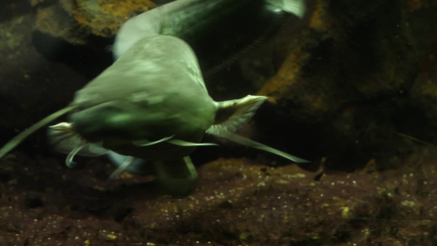 Close up of catfish swimming in place with body waving, frontal view.	 | Shutterstock HD Video #1058088160