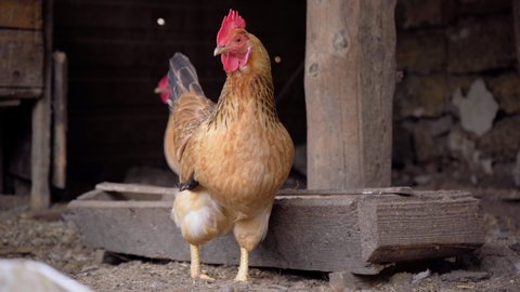 Redhead Chicken Stands In Chicken Coop On The Farm. Animal Farm, 4k