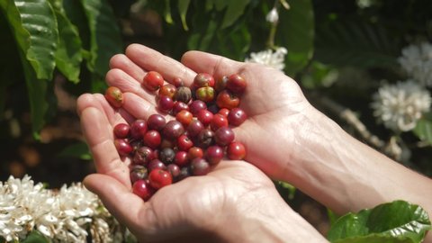 male hands holding red arabica coffee bean, fresh harvested organic coffee. agriculture industry, coffee plantation. farmer harvesting berries outdoor