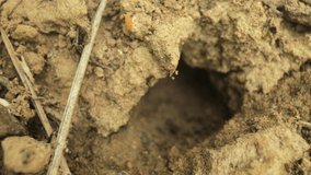 Close up film of ants moving in and out of a hole in the ground, ants nesting, insects, animals