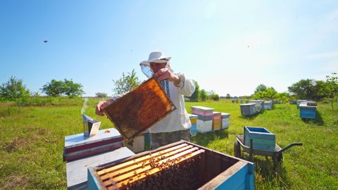 Beekeeper in a bee-garden. Farmer in protective hat takes out a honeycomb with bees from bee hives to check honey harvest in apiary on a warm summer day.
