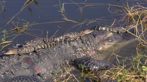 Mother Alligator with Babies on her back and head. Florida wildlife.