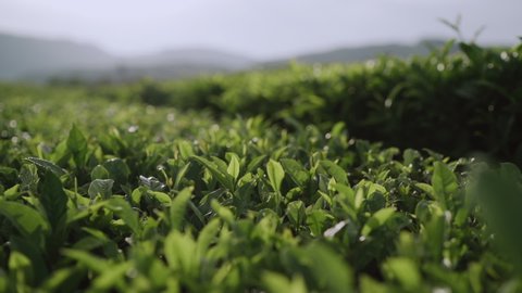 Fresh green tea leaves close up on tea plantations.