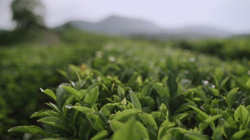 Hand touching tea leaves on the plantation. Royalty-Free Stock Footage #1058097985