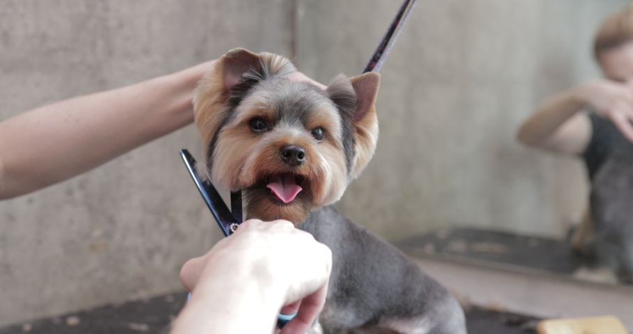 Grooming salon. Caring for a little friend. High quality 4k footage | Shutterstock HD Video #1058100229