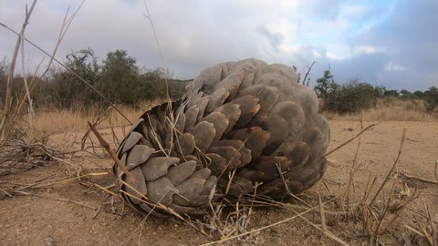 A timid African Pangolin curled up in a ball slowly emerges and walks away.