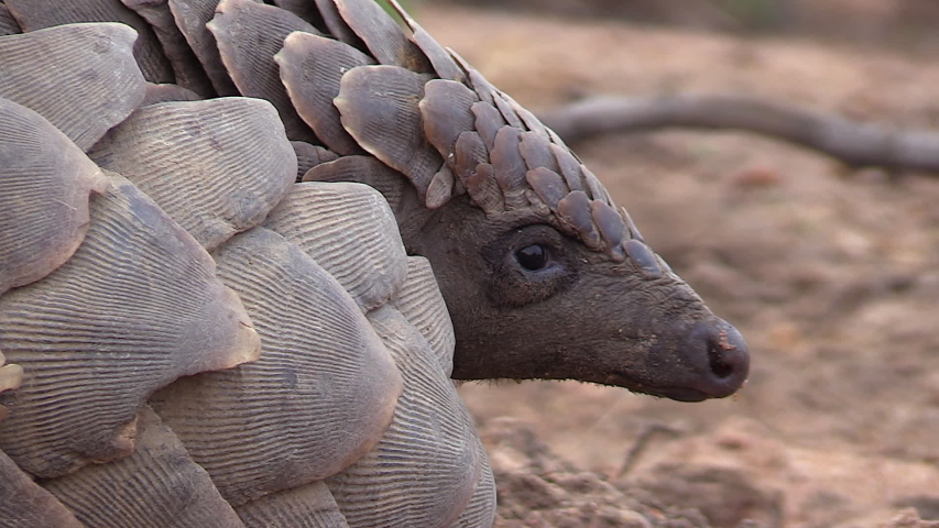 Close-up profile view of an African Pangolin showing its face and the texture of its large thick scales. Royalty-Free Stock Footage #1058102341