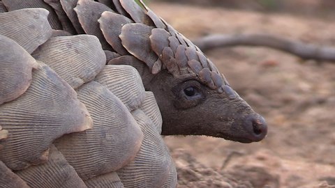 Close-up profile view of an African Pangolin showing its face and the texture of its large thick scales.