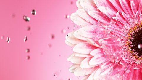 Beautiful colorful gerbera daisy with water drops falling. Super slow motion shot at 1000 fps.