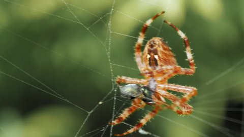 European Garden Spider On Web Wrapping Its Prey. Cross Spider Catch Fly And Wrapping With Silk. - macro shot