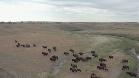 Bison herd with calvesing through valley and stream