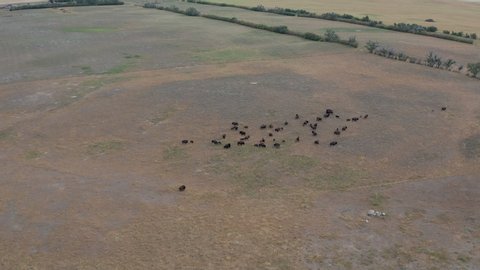 Bison herd in Saskatchewan, Canada smooth rotating aerial view