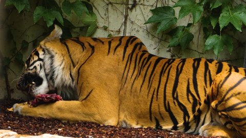 A tiger lays on the ground, facing left, with a piece of meat between its front paws and eating.
