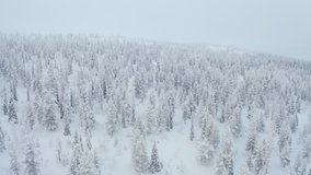 Flying above snow covered trees on a cloudy day giving an iconic aerial view of winter wonderland in Pallas-Yllastunturi National Park, Lapland Finland. - Powered by Shutterstock - Get 15% off with code: PIKWIZARD15