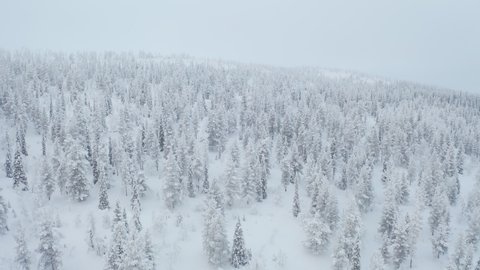 Flying above snow covered trees on a cloudy day giving an iconic aerial view of winter wonderland in Pallas-Yllastunturi National Park, Lapland Finland.