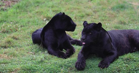 Black Panther Animal Stock Video Footage 4k And Hd Video Clips Shutterstock