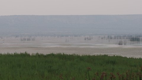 Gloomy Marsh and Wetlands Shrouded in Fog or Smoke