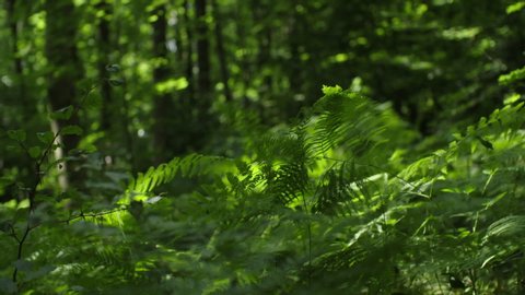 View of green plants and vegetation in a forest with leaves moving softly by the wind. Slow motion, hand held shot