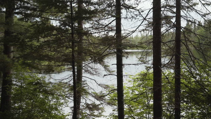 Picturesque landscape of calm lake surrounded by green coniferous trees in cloudy day in Algonquin Provincial Park in Canada